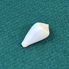 Conus Ambiguus Kegelschale Senegal 35mm