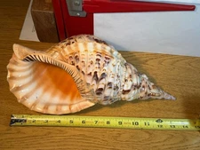 Triton Trumpet Seashell (Charonia Tritonis) Natural, Large 13” Rare Beach Decor
