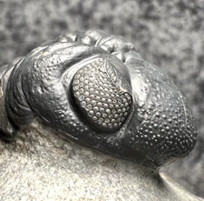 Austerops smoothops Trilobite Fossil – Beautiful, Detailed Eyes