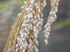 White Proso Millet Seed - 5 Lbs.