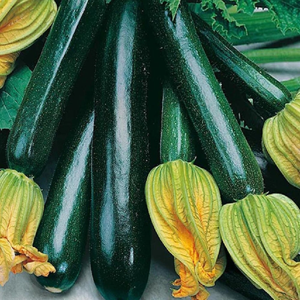 🖤 Courgette Black Beauty 7 Graines Noire Vigoureuse Non Coureuse 🖤 - Photo 1/1