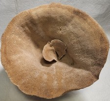 Natural Sea Sponge, Cup Sponge.