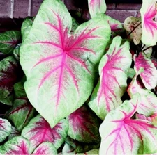 2x Caladium Scarlet Pimpernel Bulbs