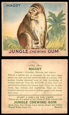 1933 R78 Goudey Gum Jungle Gum #19 MAGOT VG/EX  **NONS**