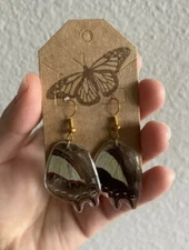 Real Butterfly Wings Common Nawab Butterfly Earrings, Handmade Earrings