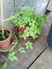 Gynostemma pentaphyllum - Jiaogulan - 10 seeds-Herbal Tea-Jiao-gu-lan, Sweet T