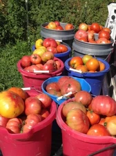 Tomato Seeds, Count 50 Ace 55 Heirloom Organic Non - Hybrid Non - Gmo