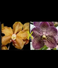 Vanda Happy Smile x Ascda. Kulwadee Fragrance Hanging Vanda Orchid Plant