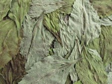 30 Topinamburblätter Topinambur Blätter, Futter für Kaninchen und andere Nager