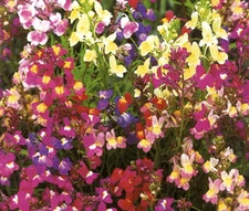 SPURRED SNAPDRAGON TOADFLAX FAIRY BOUQUET Linaria Maroccana - 25,000 Bulk Seeds