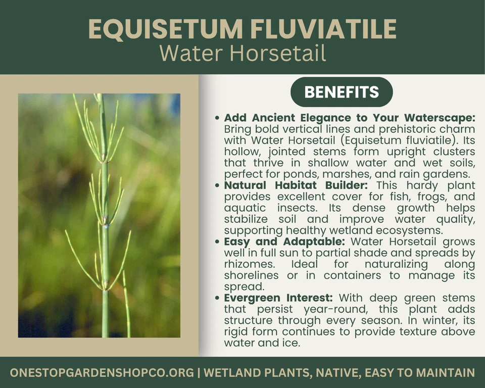 Equisetum fluviatile | Cola de caballo de agua | Raíz de bar | Planta de humedal | Planta nativa Foto 2 de 4