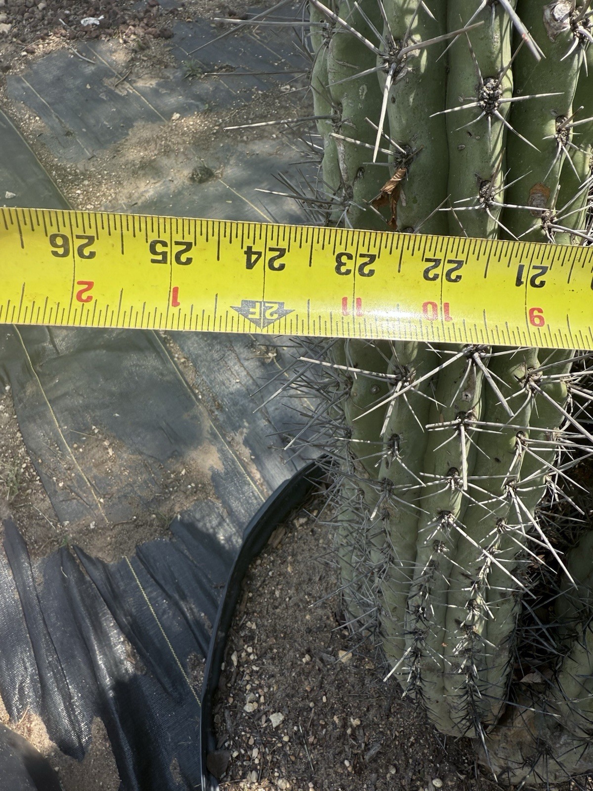 Stetsonia Coryne 'Toothpick Cactus’ Massive!!