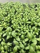 Herb Basil , Cinnamon    Plug Plants X