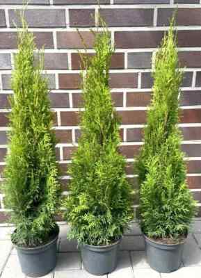 1st. Thuja Smaragd 120 150cm reine Pflanzhhe immergrne Heckenpflanzen  Sale % | eBay.de