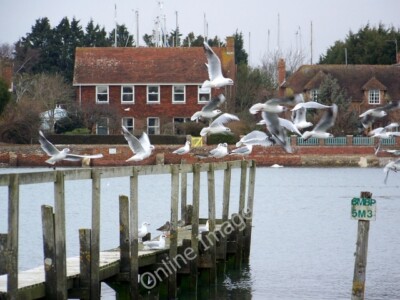 Foto 6x4 Vögel bei Bosham Der Name Bosham stammt evtl. aus dem alten c2010