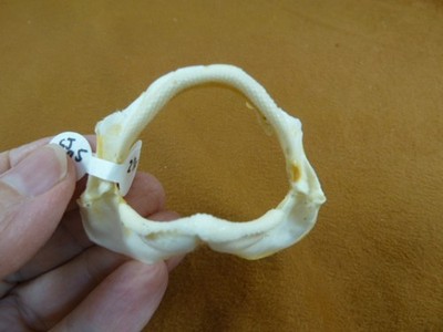 (SJ395-0) 2-1/4'' SPOTLESS SMOOTH-HOUND SHARK jaw teeth jaws Mustelus griseus