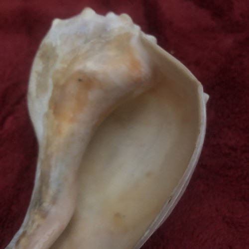 Large Conch Shell 7’ X 4” Sea Shell Vintage - Picture 3 of 5