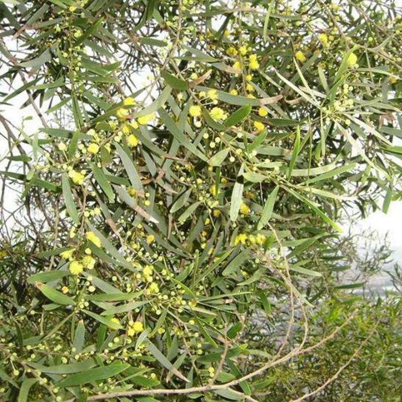 Wattle Raspberry Jam Tree Semi Albero Nativo Australiano 100 Raspberry Jam Wattle (acaca Acumnata ...