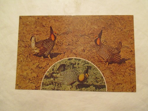 Postcard Greater Prairie Chicken - 第 1/2 張圖片