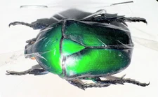 Cetoniinae Rhomborrhina gigantea 35mm A1 MorF from SUMATRA - #0187