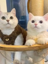 Cat clothes, warm lamb wool vest, autumn and winter teddy pomeranian pet winter