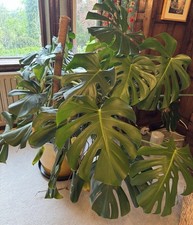 Large Monstera Swiss Cheese Plant. Collection Only.