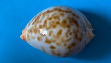 ZOILA CYPRAEA JEANIANA AURATA 