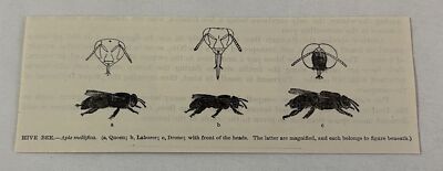 1885 book engraving ~ images of the HIVE BEE