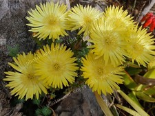 Yellow Pigface light yellow Pig face Plant- Iceplant Ice plant -Mesembryanthemum
