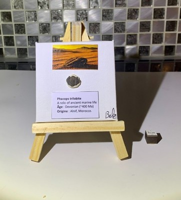 Mini Fossil Display - Phacops Trilobit - Devon - AI Art + Scientific Card Ti