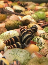 2 Assassin Snails Clea Helena -Tank Raised - pest snail control Live Snail