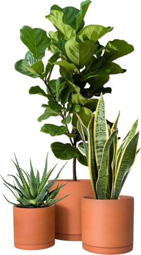 Breathable Terracotta Plant Pots Set – Drainage & Protective Saucers Included - Picture 9 of 9