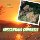 Video 1 von 1