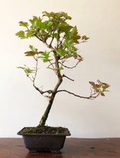 Guelder Rose bonsai tree - Viburnum Opulus (outdoor)