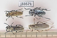 j33571. Insects, Cerambycidae sp. Vietnam North