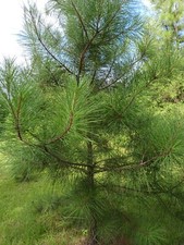 Bareroot longleaf Pine