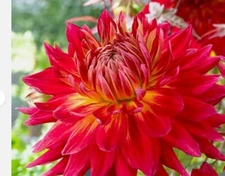 Dahlia  Manhattan Island Decorative Tuber Bulb -1 Root Clump