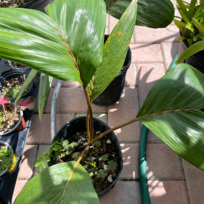 Palm tree Flame Thrower Chambeyronia macrocarpa - seedling
