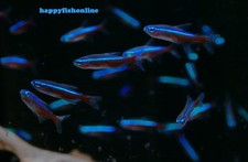  12 CARDINAL TETRAS WILD TETRAS ARE HARDY  BRILLIANTLY COLORED XLARGE 1"