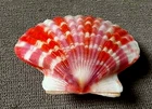 Annachlamys Reevei 44mm F+++/GEM RARE specimen  Unusual  color pattern  WOW