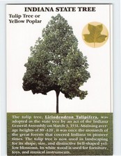 Postcard Tulip Tree Indiana State Tree Indiana USA