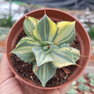 1PCS 7-8cm Seedgrowth Agave Burnt Burgundy Variegata Cactis RareSeedling