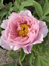 Pink Tree Peony Large Shrub Rou Fu Rong Large Bright