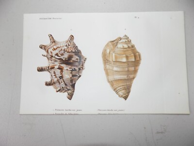 1852 SEA SHELL Color Print  / GENUS PTEROCERA  / LAMBIS JEUNE, DE SEBA JEUNE