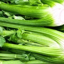 Tall Utah Celery Seeds |  NON-GMO Celery Seeds | Fresh Heirloom Garden Seeds