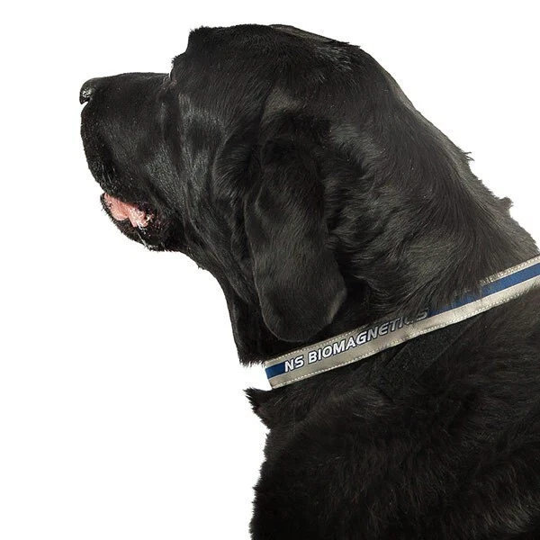 Arthritis top dog collar