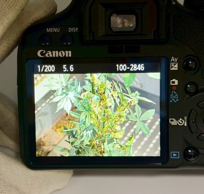 Share [2,865 shots Only] Canon EOS Kiss X3 Digital Camera EF-s 55