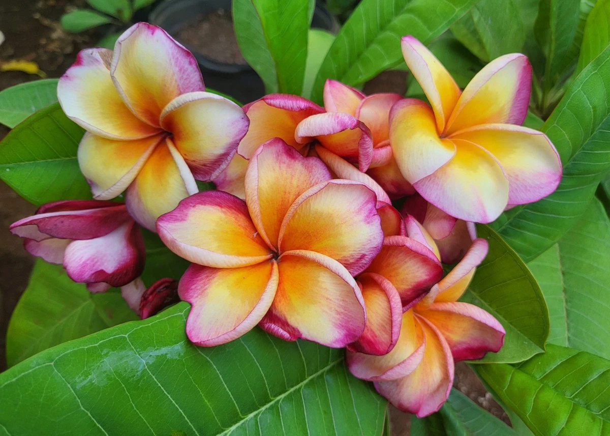 Plumeria CENDANA EMAS カット苗 Plumeria CENDANA EMAS カット苗 Plumeria CENDANA EMAS カット苗 米国