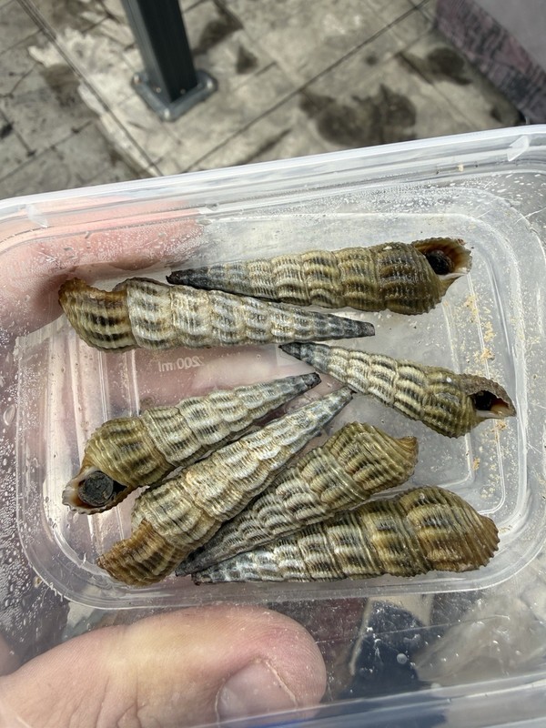VERY Rare Live Marwato Rabbit Snail Unique Freshwater BRAND NEW SPECIES ON SALE