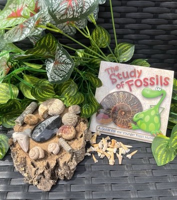 Fossil Box! Viele Fossilien und Fossilienbuch um zu erklären was man findet!